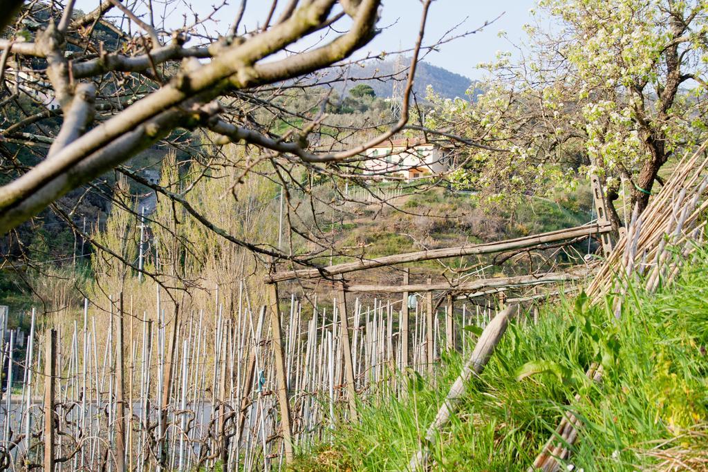 Family House Apartment Levanto Room photo